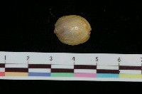 藏品(拖鞋舟螺)的圖片